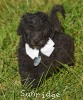 A picture of Wilton, a silver standard poodle puppy