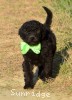 A photo of Sunridge Gallant Night Warrior, a blue standard poodle