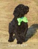 A picture of Grady, a silver standard poodle puppy