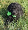 A photo of Sunridge Gallant Night Warrior, a blue standard poodle