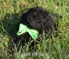 A photo of Sunridge Gallant Night Warrior, a blue standard poodle