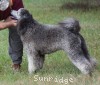 A photo of Violet, a silver standard poodle