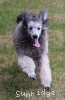 A photo of Violet, a silver standard poodle