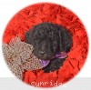 A picture of Nelson, a blue standard poodle puppy