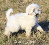 A picture of Bizmark, a white standard poodle puppy