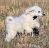 A photo of Sunridge White Knight Of My Dreamz, a white standard poodle