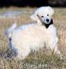 A photo of Sunridge White Knight Of My Dreamz, a white standard poodle