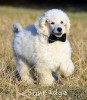 A photo of Sunridge White Knight Of My Dreamz, a white standard poodle