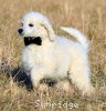 A photo of Sunridge White Knight Of My Dreamz, a white standard poodle