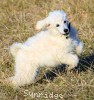 A picture of Bizmark, a white standard poodle puppy