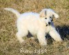 A photo of Sunridge White Knight Of My Dreamz, a white standard poodle