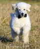 A photo of Sunridge White Knight Of My Dreamz, a white standard poodle