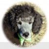 A picture of Gilbert, a silver standard poodle puppy