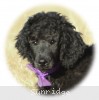 A picture of Nelson, a blue standard poodle puppy