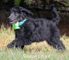 A photo of Sunridge Gallant Night Warrior, a blue standard poodle