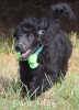 A photo of Sunridge Gallant Night Warrior, a blue standard poodle