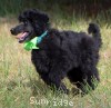 A photo of Sunridge Gallant Night Warrior, a blue standard poodle