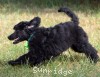 A photo of Sunridge Gallant Night Warrior, a blue standard poodle puppy