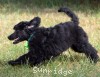 A photo of Sunridge Gallant Night Warrior, a blue standard poodle