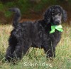 A photo of Sunridge Gallant Night Warrior, a blue standard poodle