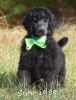 A photo of Sunridge Gallant Night Warrior, a blue standard poodle