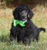 A photo of Sunridge Gallant Night Warrior, a blue standard poodle