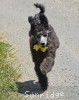 A picture of Bailey, a silver standard poodle puppy