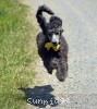 A picture of Bailey, a silver standard poodle puppy