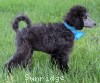 A picture of Bethany, an abstract silver standard poodle puppy