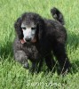 A picture of Providence, a silver standard poodle puppy
