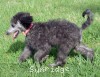 A picture of Providence, a silver standard poodle puppy