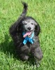 A picture of Bethany, an abstract silver standard poodle puppy