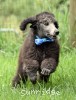 A photo of Belton, a silver standard poodle puppy