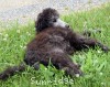 A photo of Belton, a silver standard poodle puppy