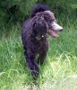 A photo of Bella, a blue standard poodle