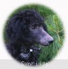 A photo of Bella, a blue standard poodle