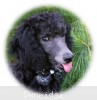 A photo of Bella, a blue standard poodle