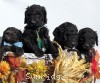 A photo of Sunridge Midnight Warrior, a blue standard poodle