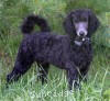 A photo of Bella, a blue standard poodle