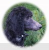 A photo of Bella, a blue standard poodle