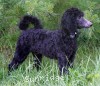A photo of Bella, a blue standard poodle
