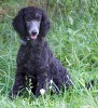 A photo of Bella, a blue standard poodle