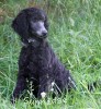 A photo of Bella, a blue standard poodle