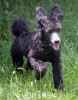 A photo of Bella, a blue standard poodle