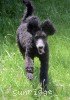 A photo of Bella, a blue standard poodle