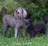 A photo of Bella, a blue standard poodle