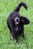 A photo of Bella, a blue standard poodle