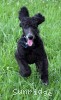 A photo of Bella, a blue standard poodle