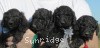 A photo of Sunridge Midnight Warrior, a blue standard poodle