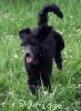 A photo of Bella, a blue standard poodle
